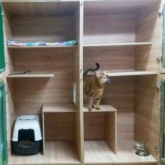 Вольер для кошек люкс зоогостиницы "Питомцы В Радости"