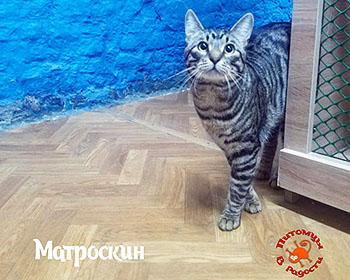 Гостиница для кошек в Санкт-Петербурге