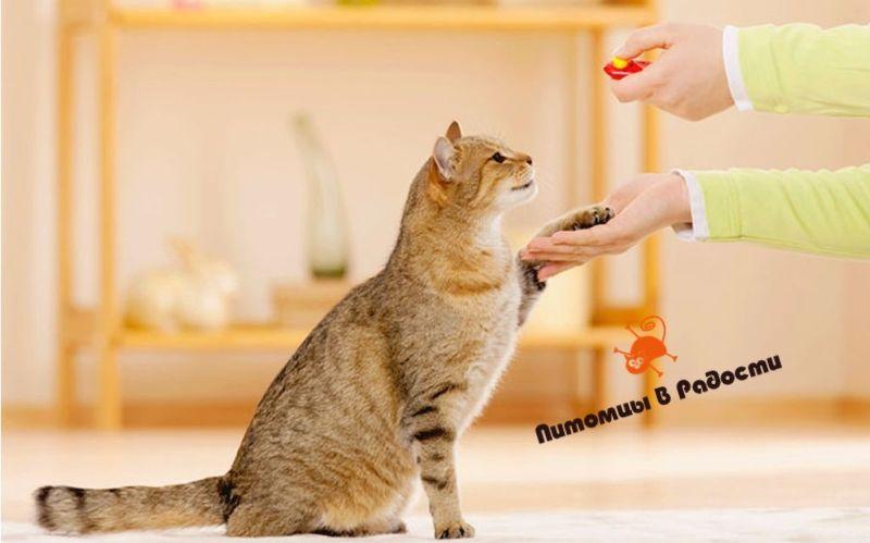Советы по обучению кошек дисциплине