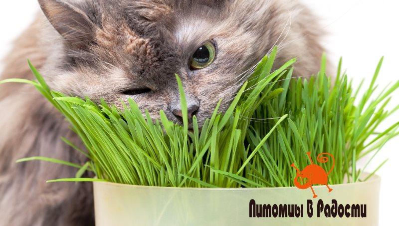 Как вырастить в квартире траву для кошки