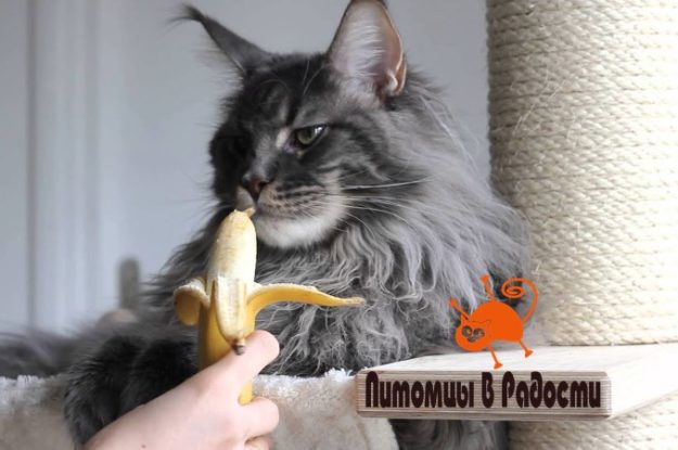 Можно ли кошкам есть бананы?