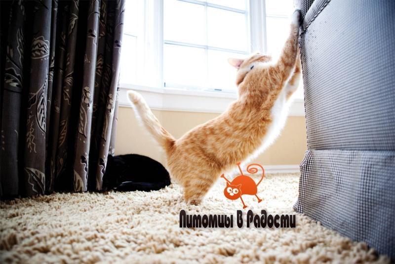 Кошки против диванов: как отучить кошку царапать мебель